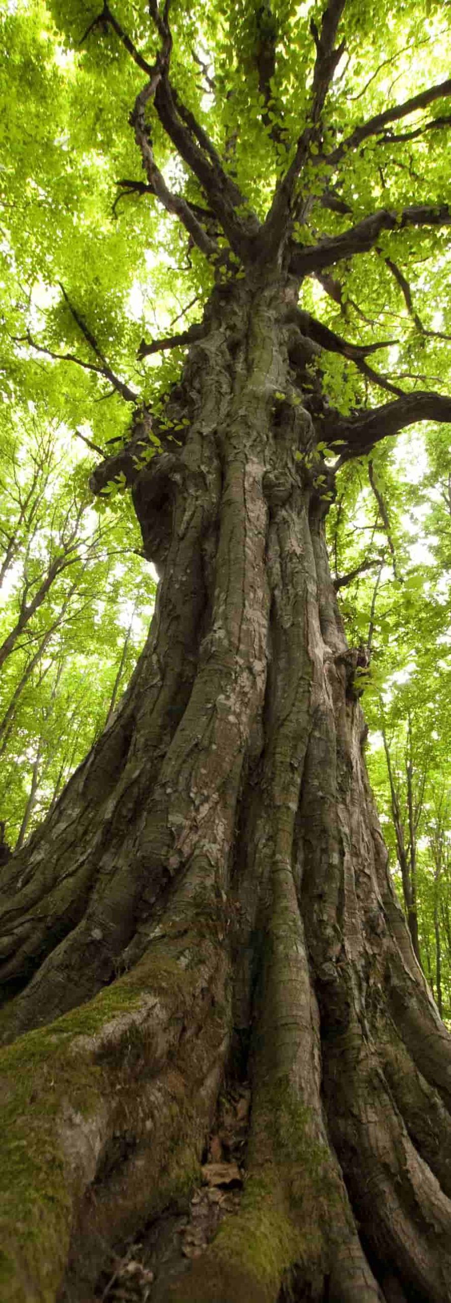 Financial Growth Tree Tree of Wealth